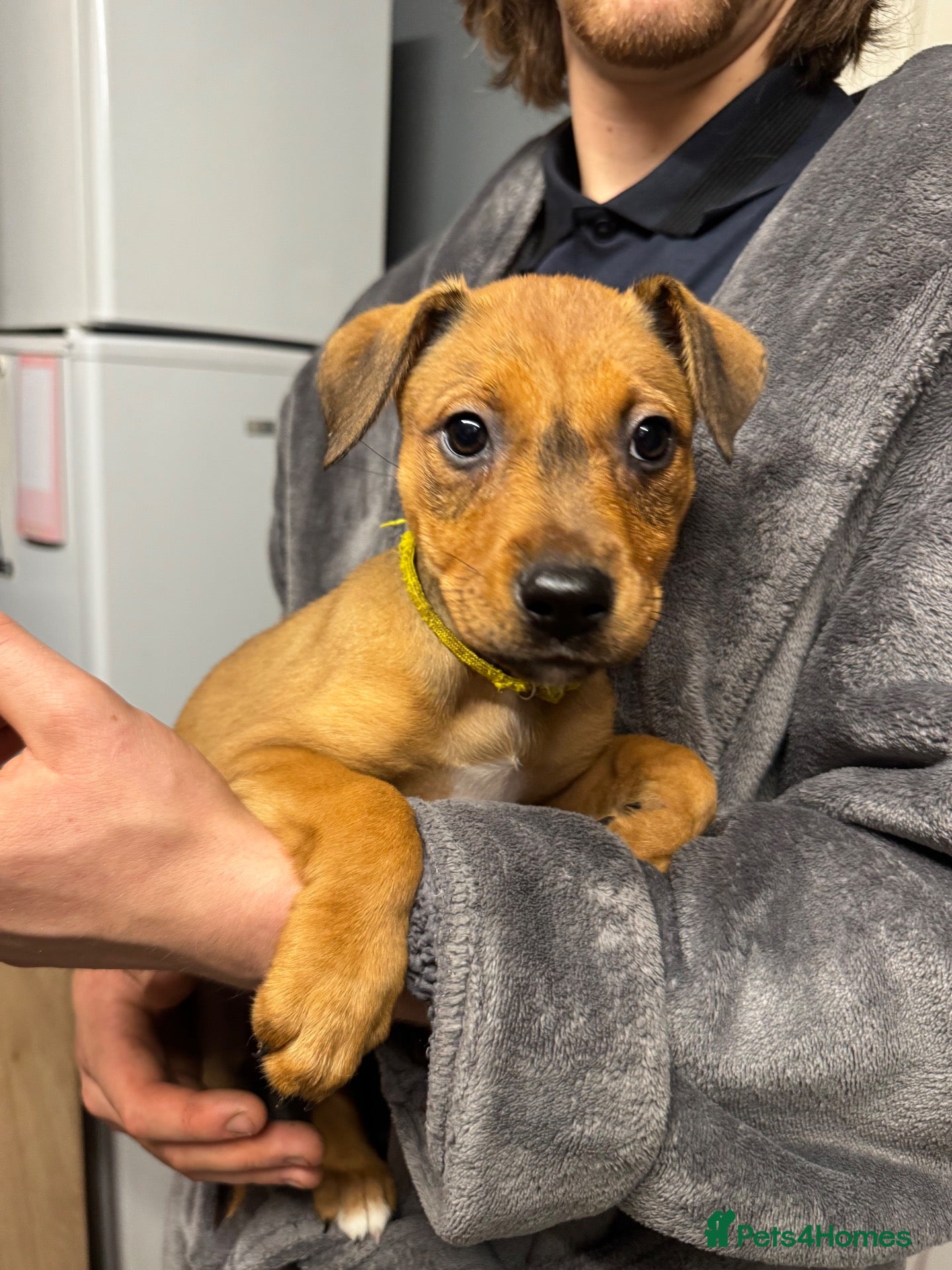 Mixed Breed dogs 1 PUP LEFT (READY NOW) — Staffy X Rottweiler Pups - Advert 14