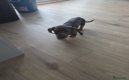 Dachshund dogs for sale: Dacschund puppy for sale - Image 2