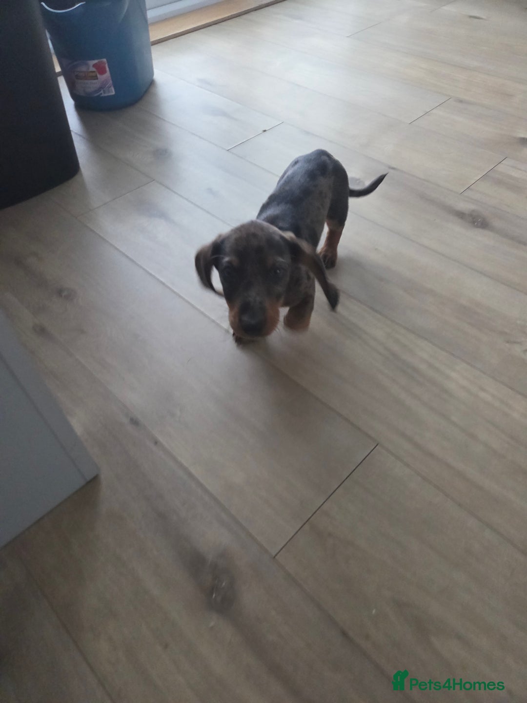 Dachshund dogs for sale: Dacschund puppy for sale - Image 2