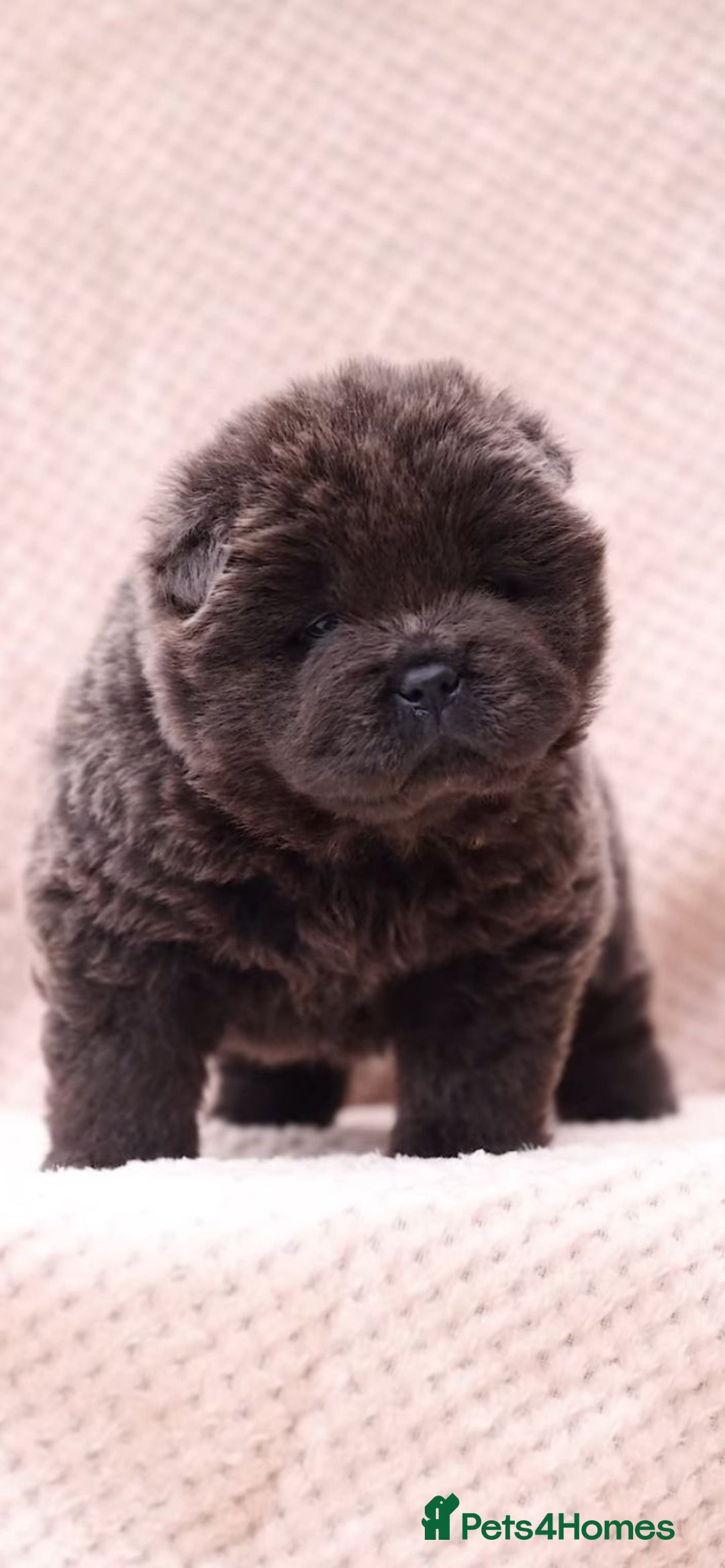 Chow Chow dogs for stud: Sire JIMMY , rainbow producer . in Gloucester - Advert 15