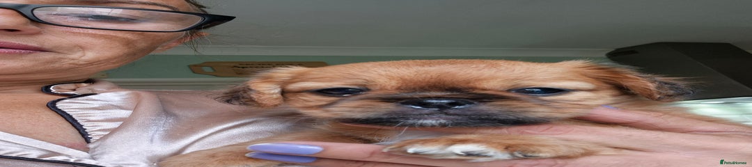 Mixed Breed Puppy 1