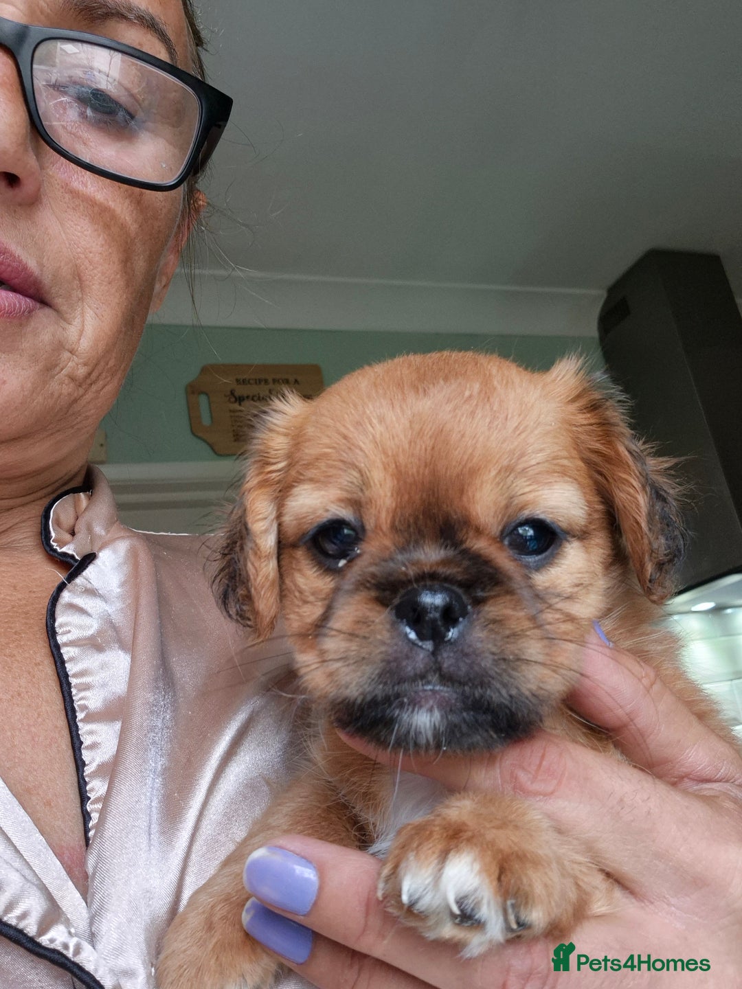 Mixed Breed dogs for sale: Cavachon's  - Image 1