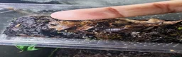 Scorpions invertebrates for sale: Asians forest scorpions  in Bromley - Advert 4