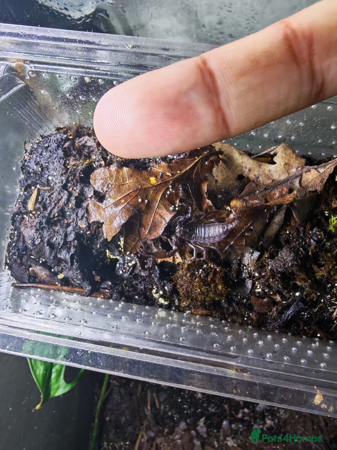 Scorpions invertebrates for sale: Asians forest scorpions  in Bromley - Advert 4