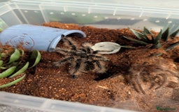 Tarantulas invertebrates for sale: Male juvenile curly hair tarantula t. albopilosus - Image 2
