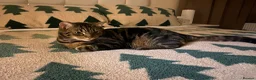 Mixed Breed cats for sale: 🐾 Looking for a Loving Home - Spoty & Oscar 🐾 - Advert 2