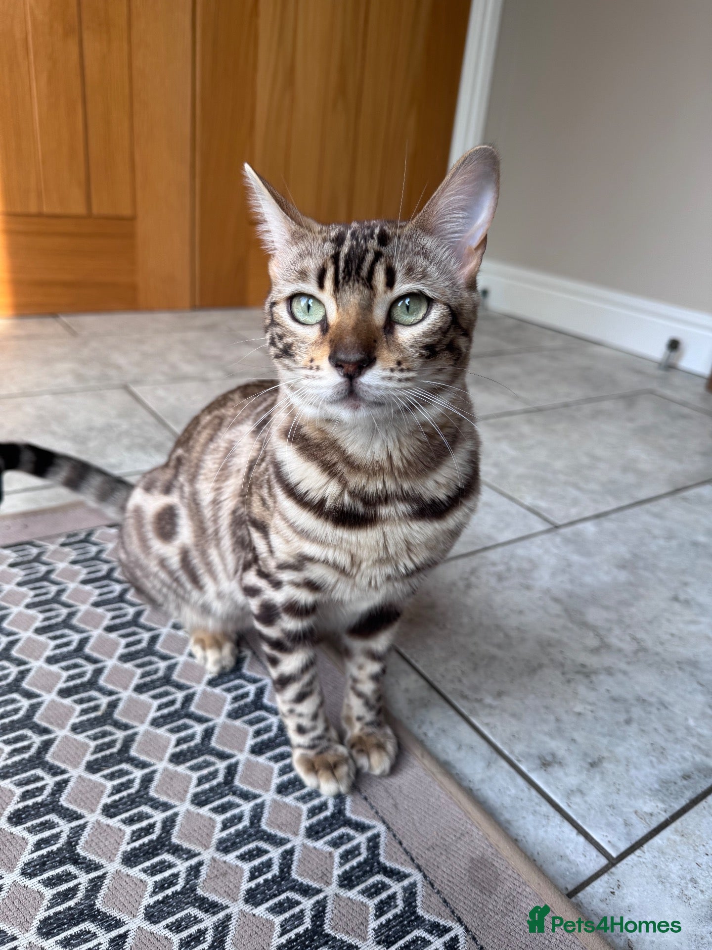 Bengal cats for sale: Bengal Cat female  - Advert 5