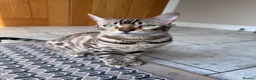 Bengal cats for sale: Bengal Cat female  - Advert 1