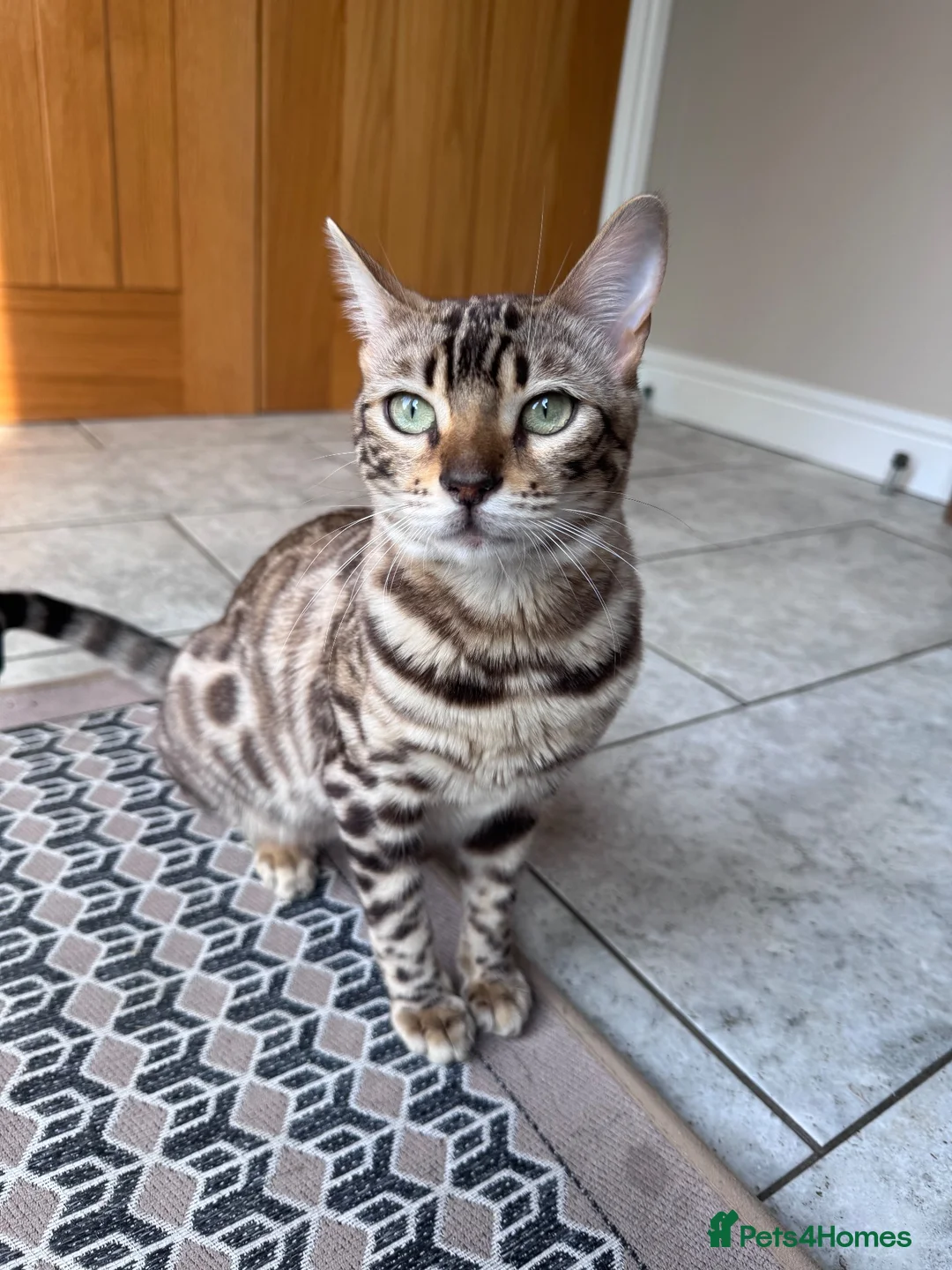 Bengal cats for sale: Bengal Cat female  - Advert 1