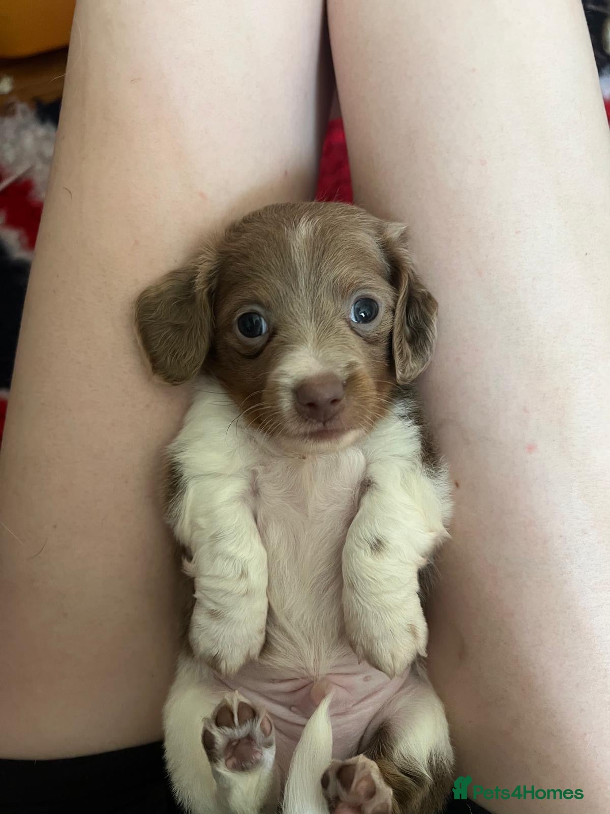 Miniature Dachshund dogs 🌟 ready now 🌟 fluffy 🐾 mini daxis - Advert 2