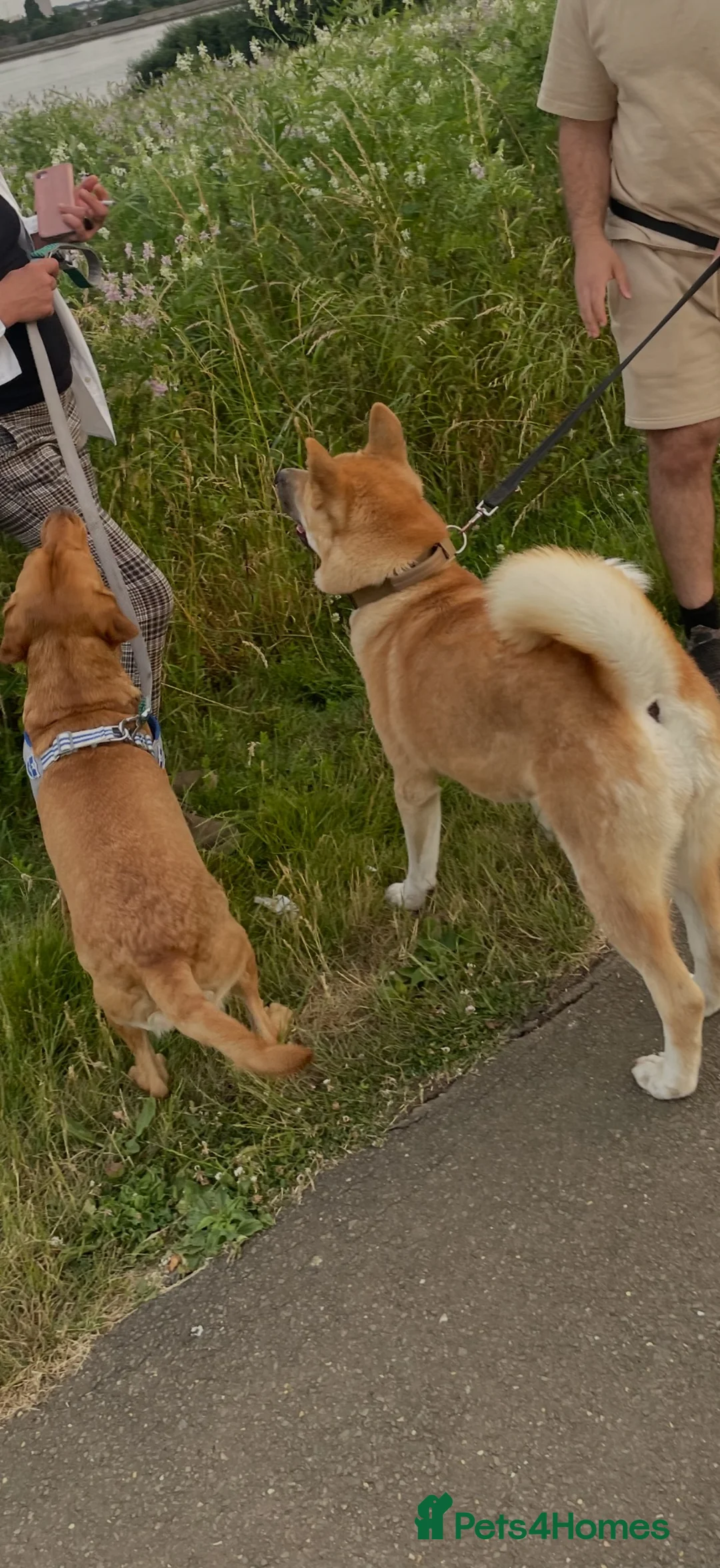 Akita dogs for sale: Akita dog for sale  - Advert 2