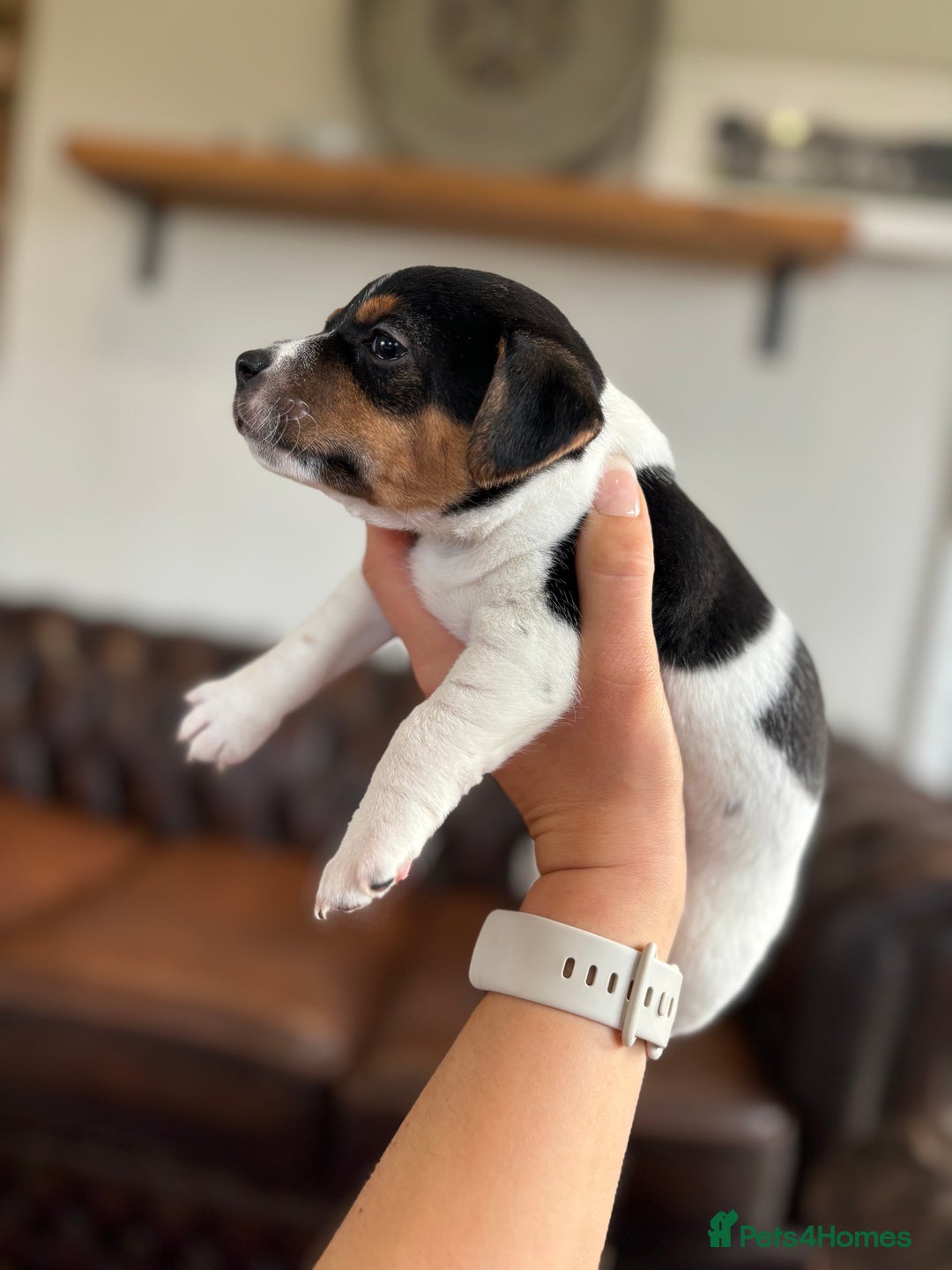 Jack Russell dogs for sale: Jack Russell puppies  - Advert 8
