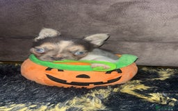 French Bulldog dogs for sale: Visual lillac pied male pup  - Image 5