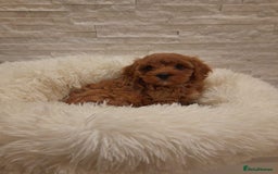 Cavapoo dogs for sale: Beautiful Cavapoos  - Image 4