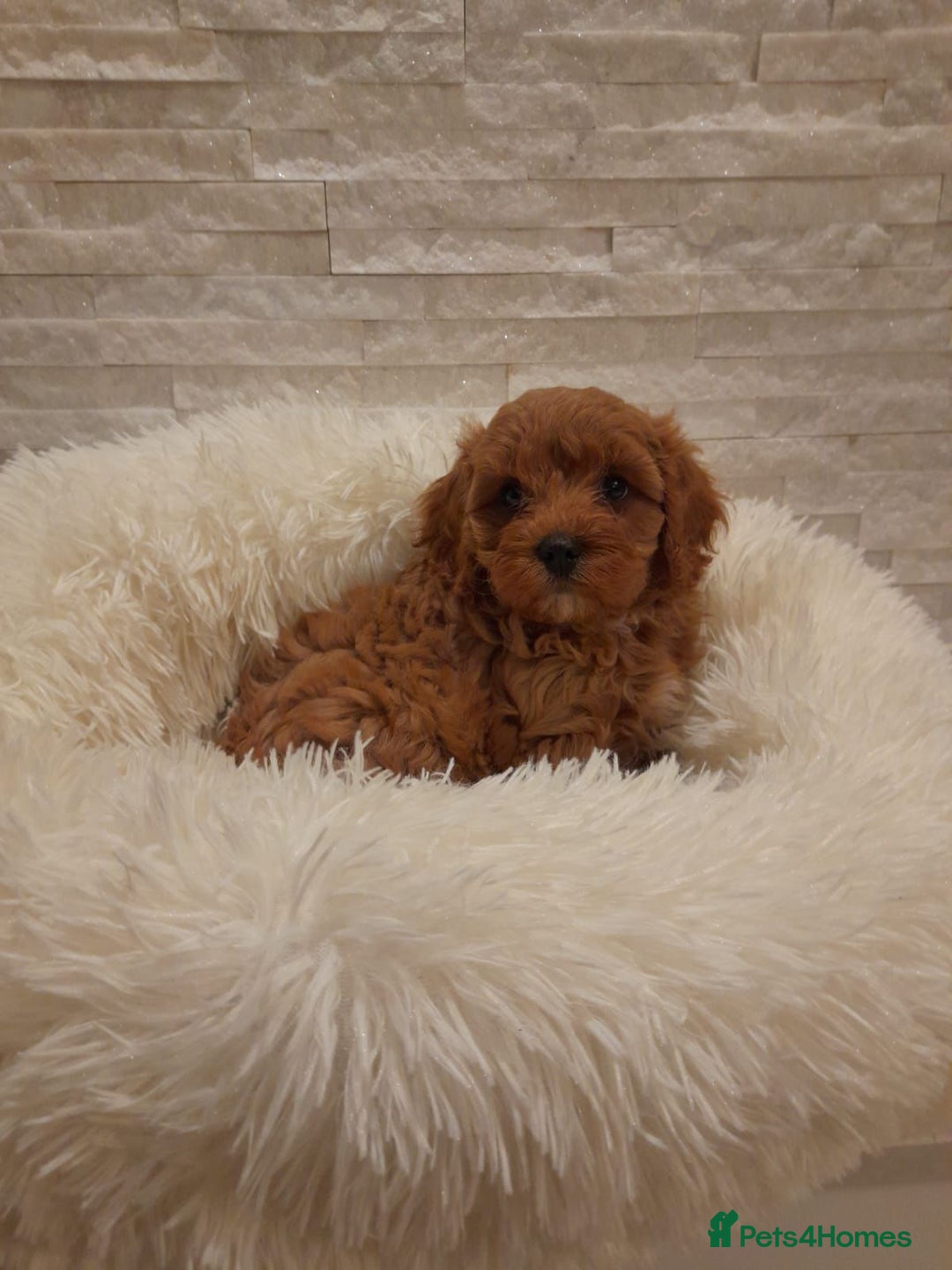 Cavapoo dogs for sale: Beautiful Cavapoos  - Image 4
