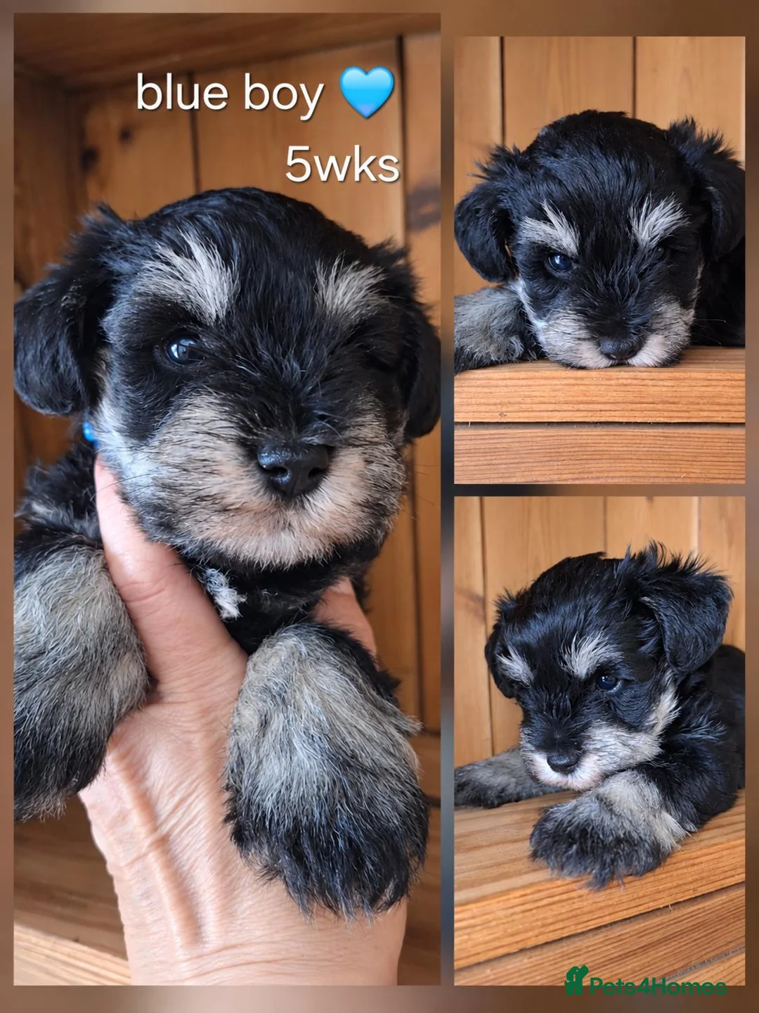 Miniature Schnauzer dogs for sale: Stunning black and silver Miniature Schnauzer Pups - Advert 1