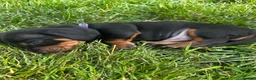 Miniature Dachshund dogs for sale: Beautiful Miniature Dachshund Puppies  - Advert 5