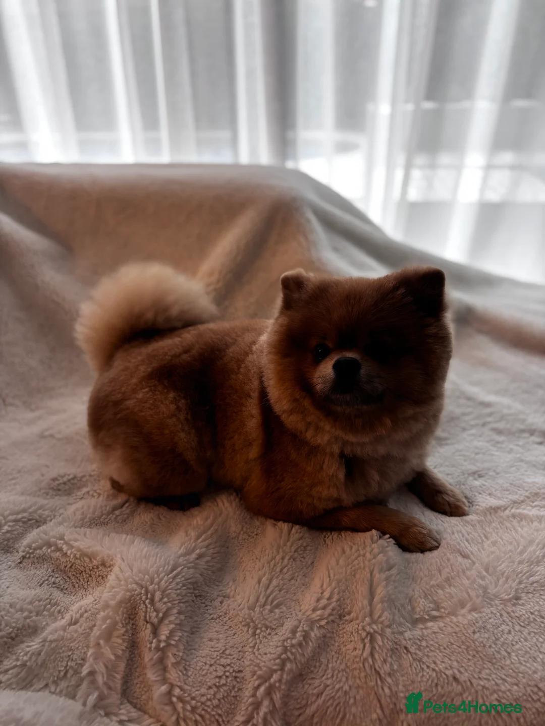 Pomeranian dogs for stud: Pedigree Male Pomeranian Kennel Club Registered  - Advert 2