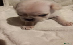 Pug dogs for sale: Stunning white pugs  - Image 3