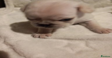 Pug dogs - Advert 9