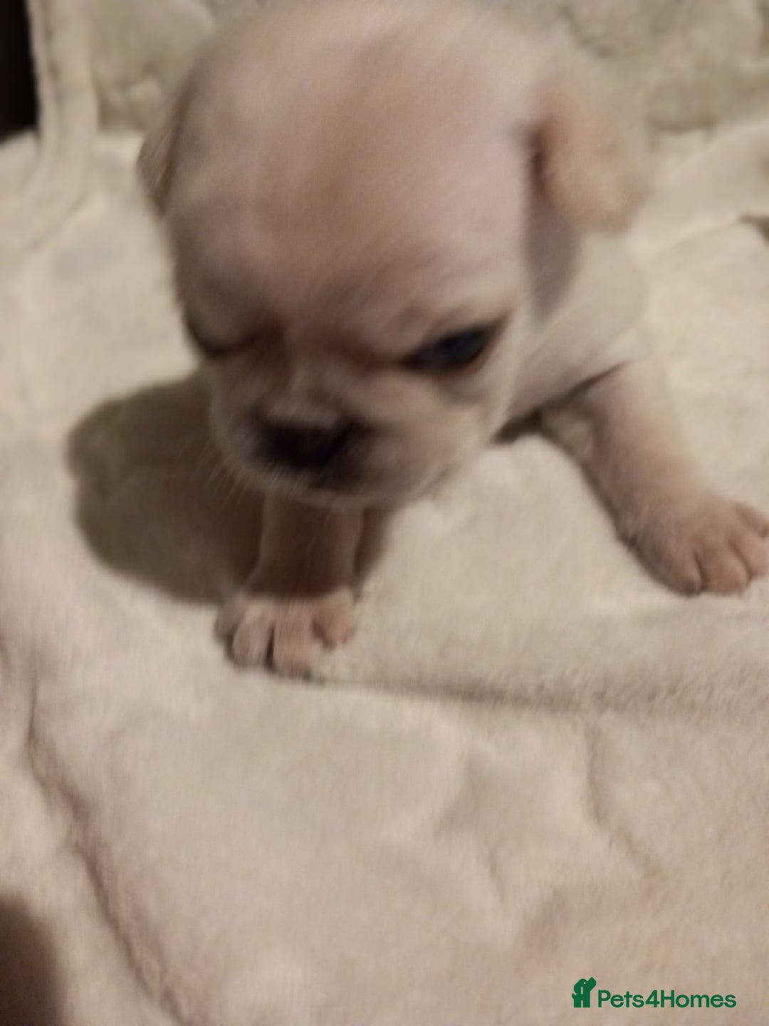 Pug dogs for sale: Stunning white pugs  - Image 3