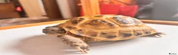 Tortoise reptiles for sale: Horsfield tortoises for sale in Cannock - Advert 4