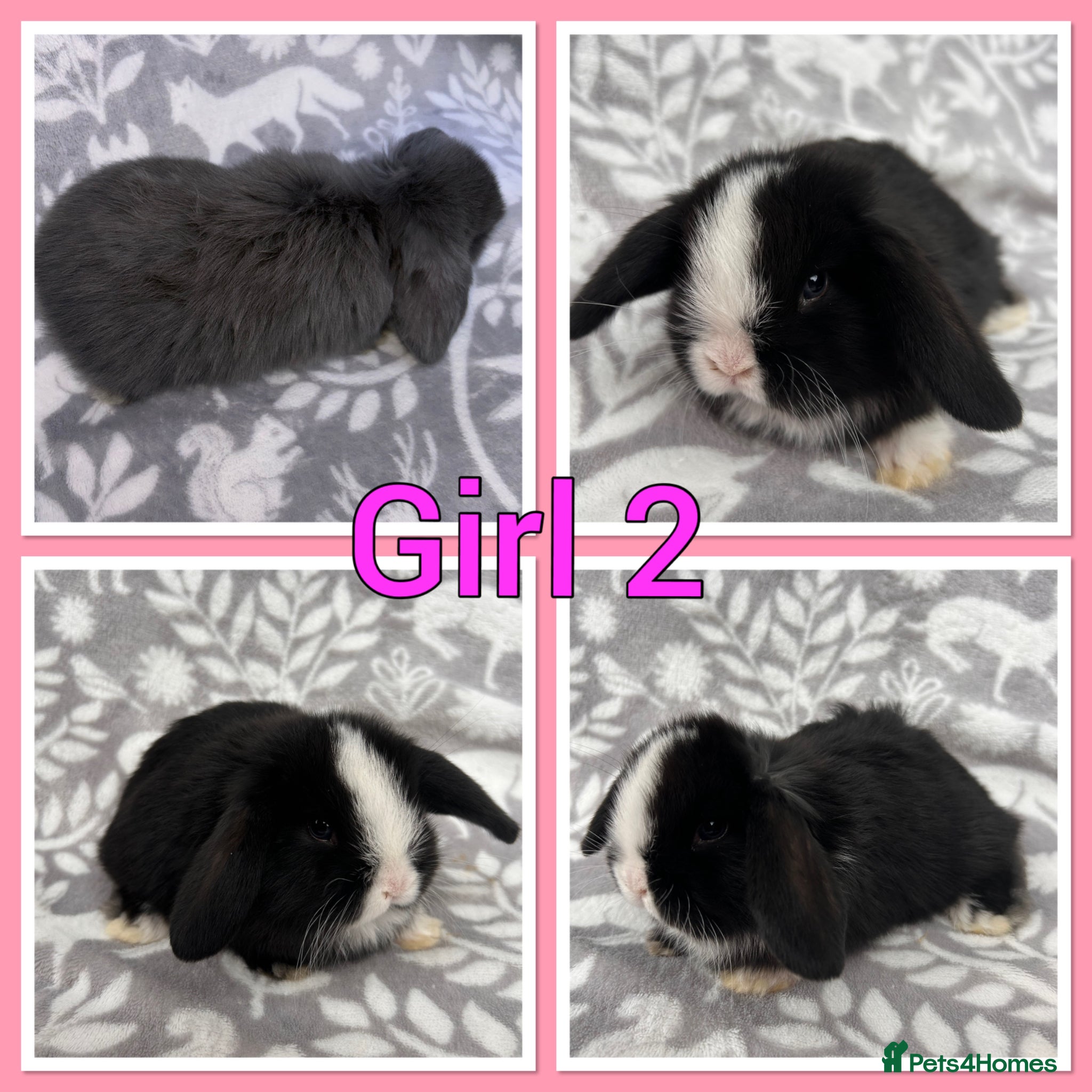 Mini Lop rabbits Pure Mini Lop babies  - Advert 2