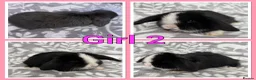 Mini Lop rabbits for sale: Pure Mini Lop babies  - Advert 2