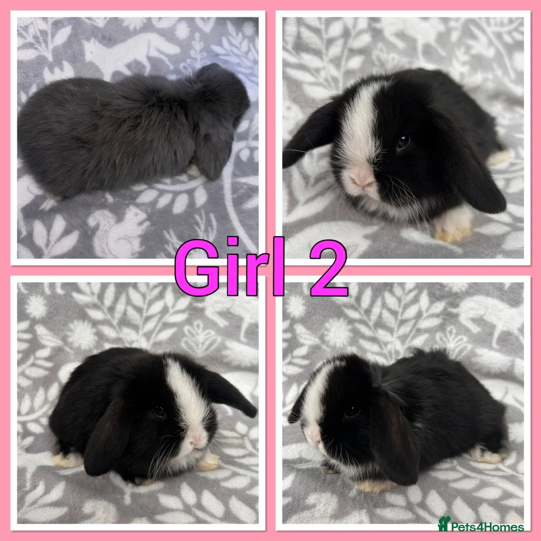 Mini Lop rabbits for sale: Pure Mini Lop babies  - Advert 2
