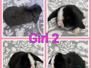 Mini Lop rabbits for sale: Pure Mini Lop babies - Advert 1