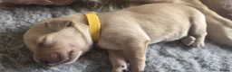 Golden Retriever dogs for sale: 7 KC registered Golden Retriever puppies available - Advert 17