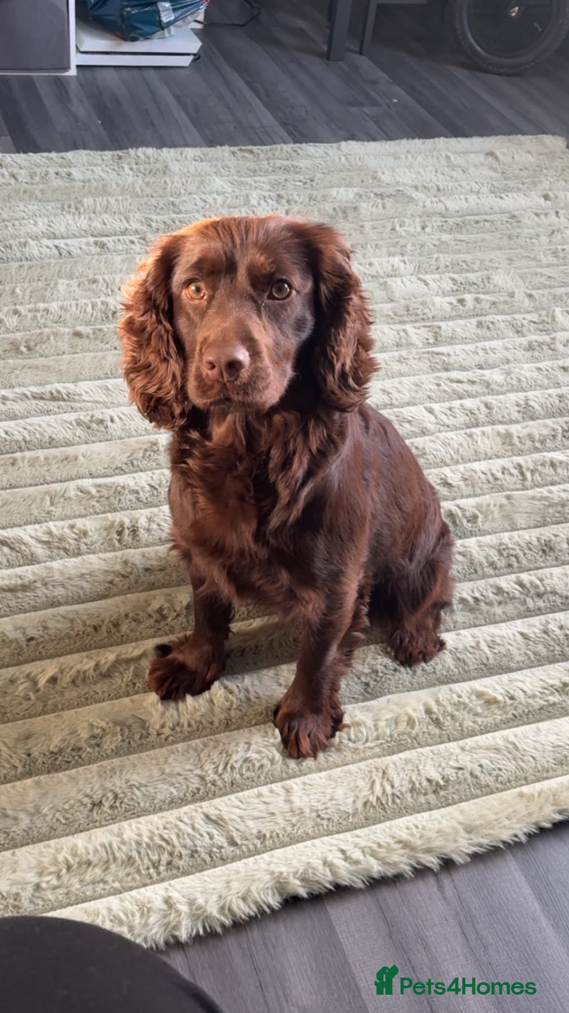 Piper 