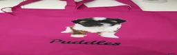 Shih Tzu dogs for sale: ⭐Beautiful colour Shih Tzu Puppies⭐ - Advert 13
