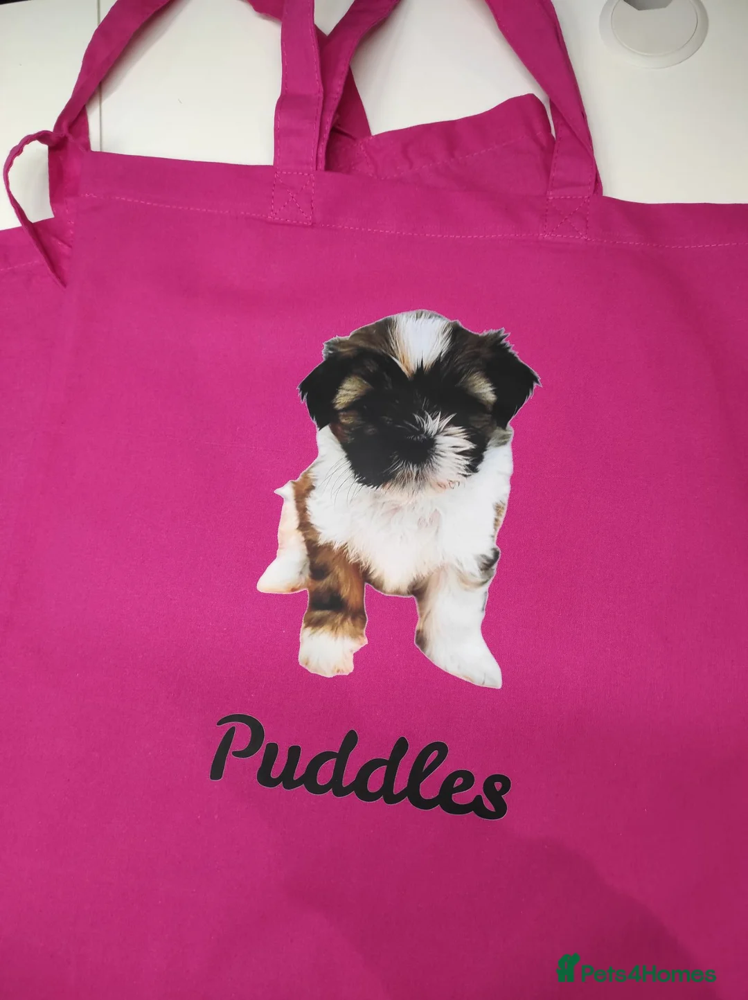 Shih Tzu dogs for sale: ⭐Beautiful colour Shih Tzu Puppies⭐ - Advert 13