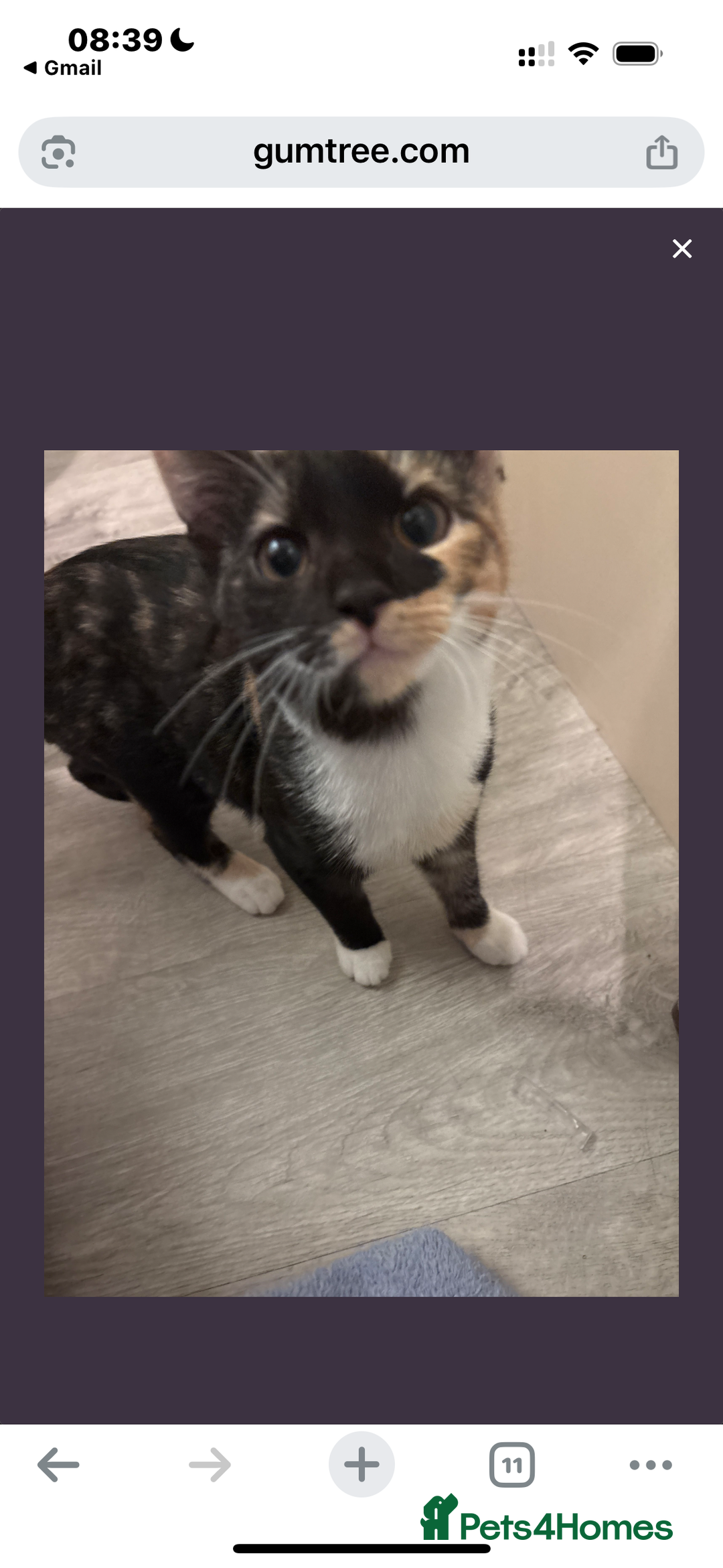 Mixed Breed cats for sale: Mixed Maine Coon & Randall Mix - Advert 12