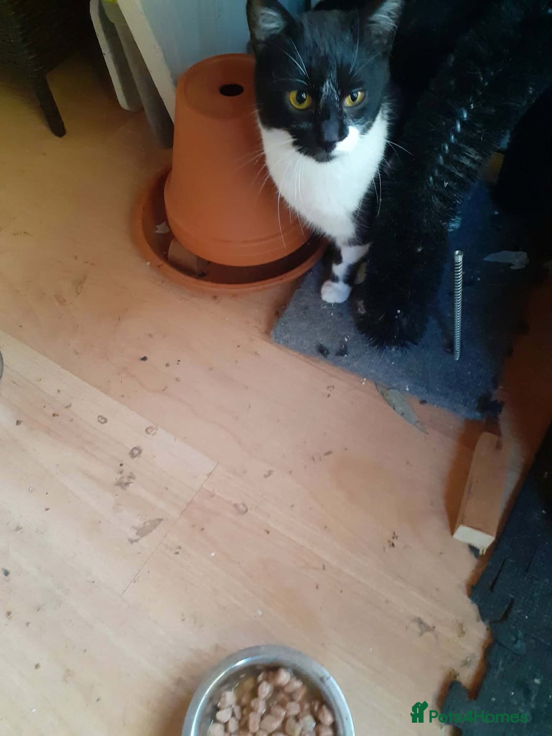 Mixed Breed cats for adoption: Jacob for adoption - Advert 3