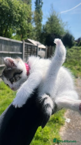 Domestic Shorthair cats - Advert 3