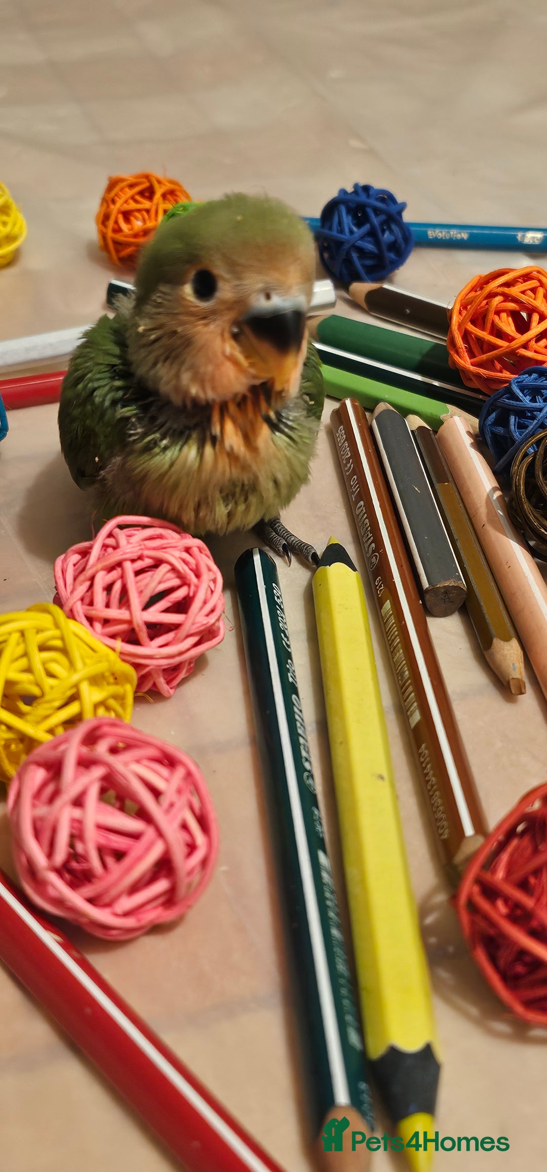 Lovebirds birds for sale: 3 Baby lovebirds - Advert 12