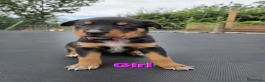 Mixed Breed 3
