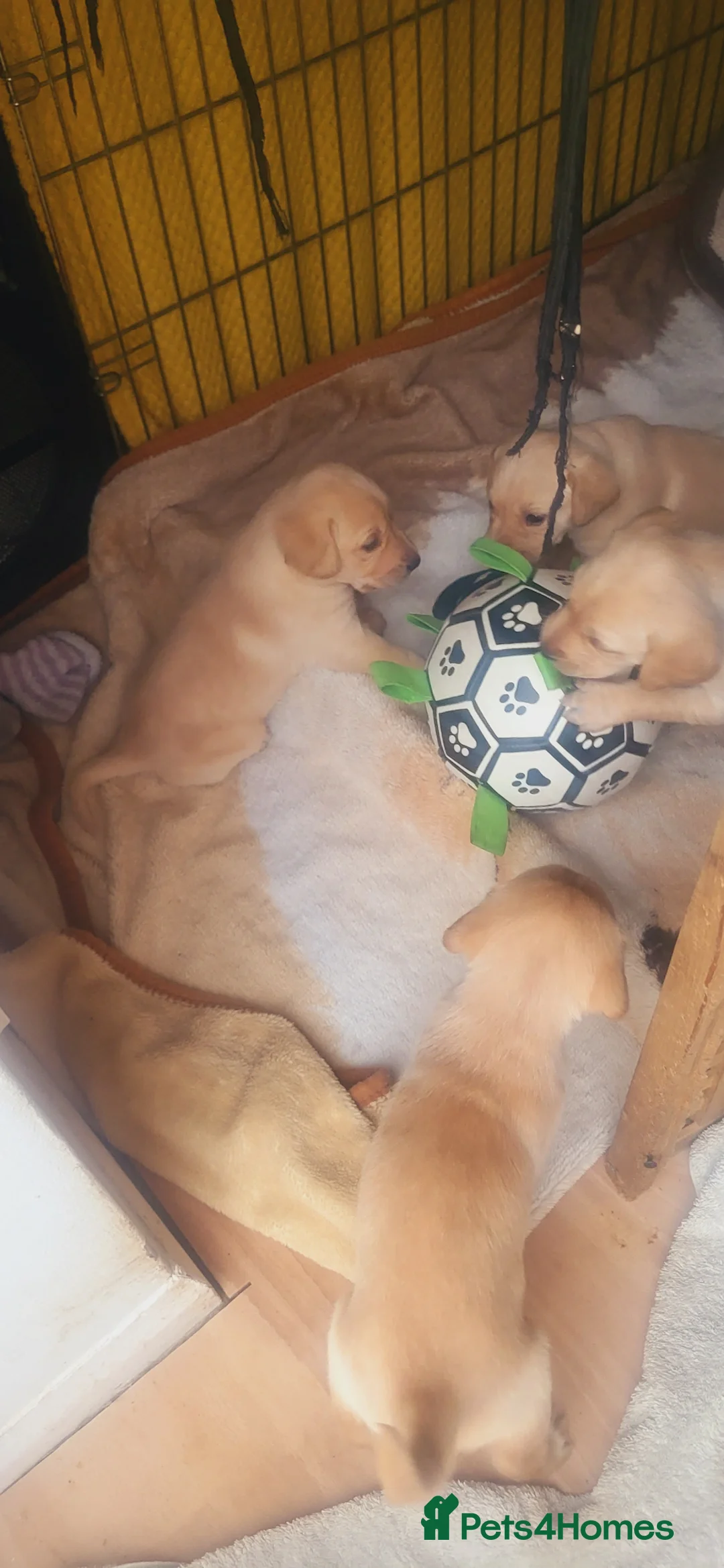 Labrador Retriever dogs for sale: Golden Retriever puppies - Advert 2