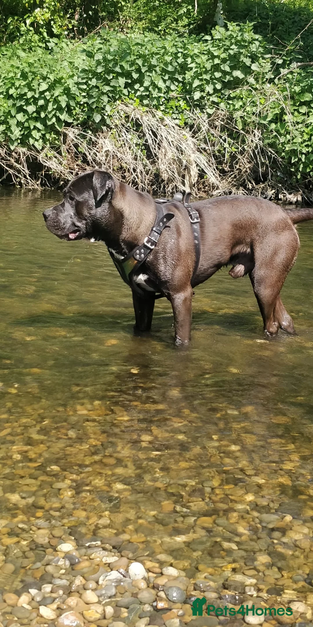 Mixed Breed dogs for stud: Looking for a female dog - Advert 4