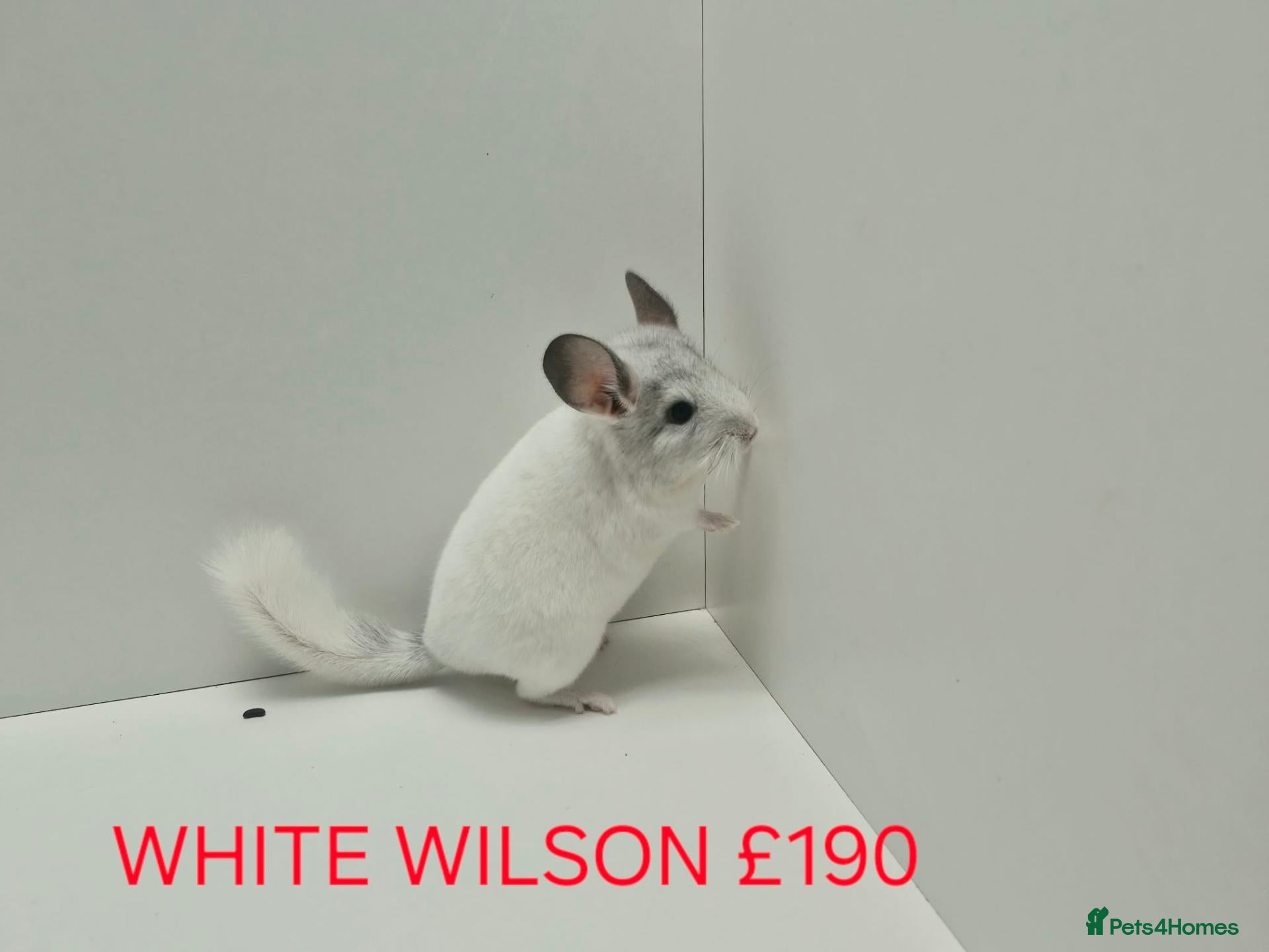 Chinchilla rodents TAME&FRIENDLY BABIES CHINCHILLA MIX COLOUR&GENDER  - Advert 2