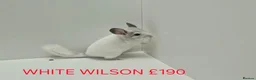 Chinchilla rodents for sale: TAME&FRIENDLY BABIES CHINCHILLA MIX COLOUR&GENDER  - Advert 2