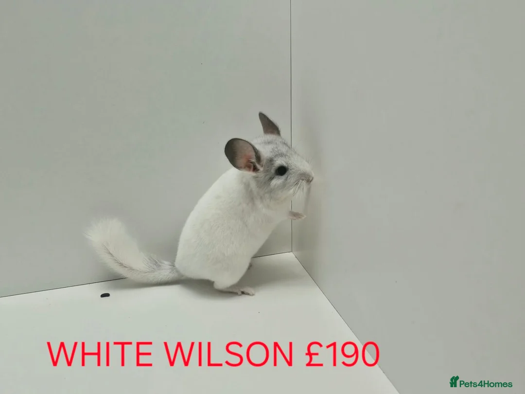 Chinchilla rodents for sale: TAME&FRIENDLY BABIES CHINCHILLA MIX COLOUR&GENDER  - Advert 2