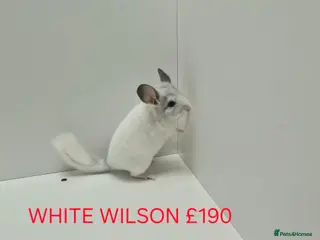 Chinchilla rodents TAME&FRIENDLY BABIES CHINCHILLA MIX COLOUR&GENDER - Advert 1