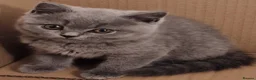 British Shorthair cats for sale: Gorgeous gccf reg kittens for sale  - Advert 9