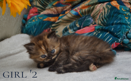 Exotic cats for sale: Stunning Persian Kittens!! - Image 14