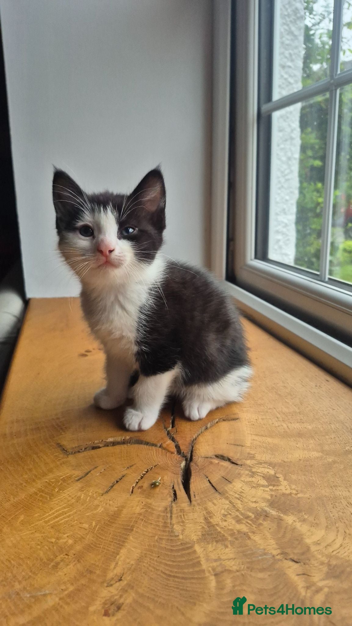 Mixed Breed cats Black and white kitten  - Advert 12