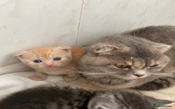 Scottish Fold cats for sale: Pedigree Scottish fold kittens for sale - Image 10