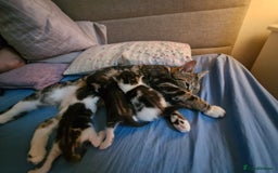 Mixed Breed cats for sale: 🐾 Emma & Bianca – Bengal Mix Sisters 🐾 - Image 11